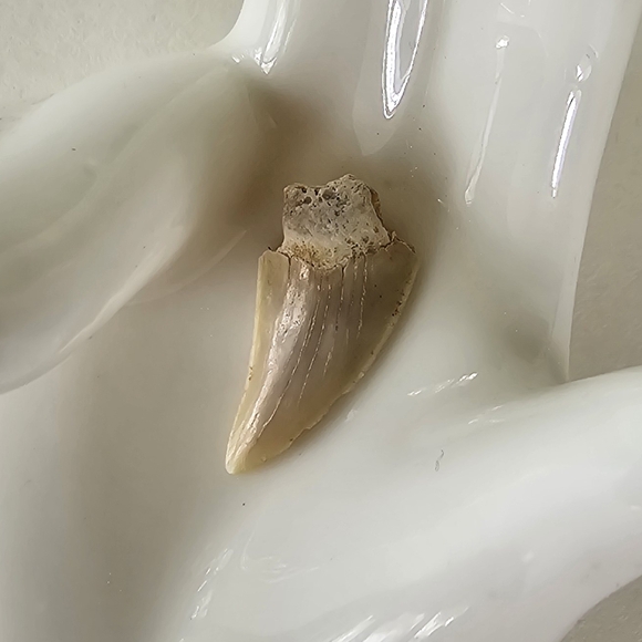 🦈 Shark Tooth - Picture 2 of 5